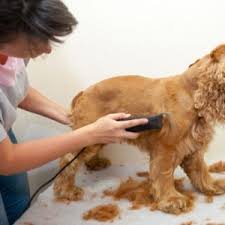 Global Pet Grooming Market